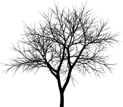 A coniferous tree with no leaves