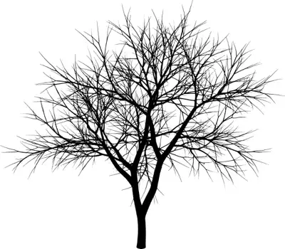 A coniferous tree with no leaves