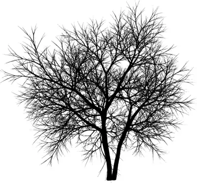 A coniferous tree with no leaves