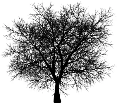 A coniferous tree with no leaves