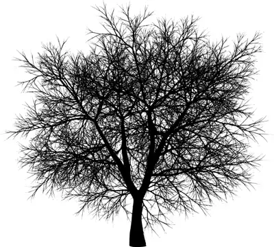 A coniferous tree with no leaves