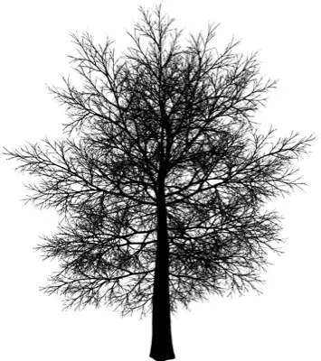 A coniferous tree with no leaves