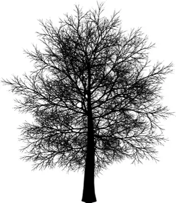 A coniferous tree with no leaves