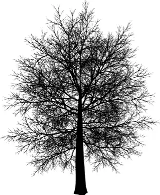 A coniferous tree with no leaves