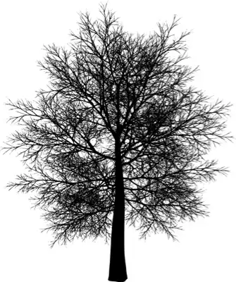 A coniferous tree with no leaves