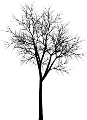 A coniferous tree with no leaves
