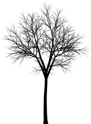 A coniferous tree with no leaves