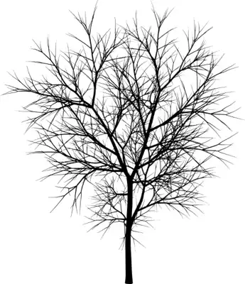 A coniferous tree with no leaves