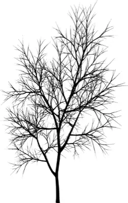 A coniferous tree with no leaves