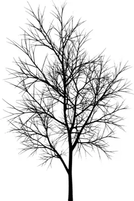A coniferous tree with no leaves