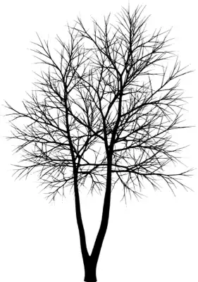 A coniferous tree with no leaves