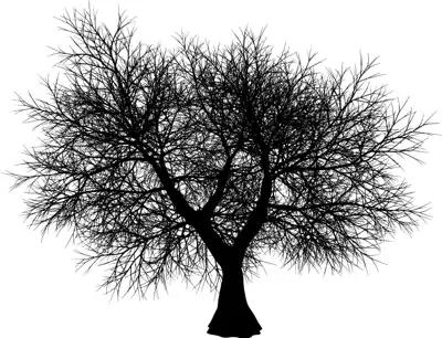 A coniferous tree with no leaves