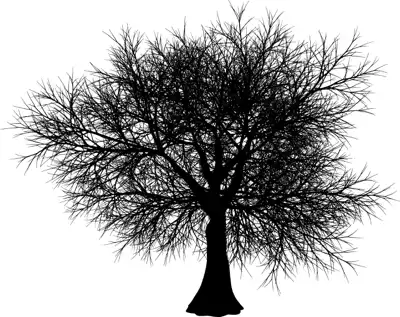 A coniferous tree with no leaves