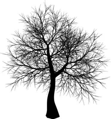 A coniferous tree with no leaves