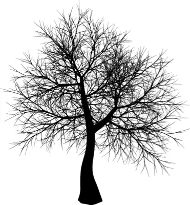 A coniferous tree with no leaves