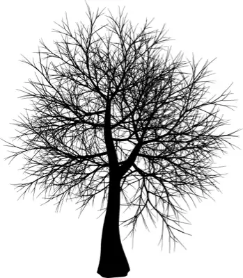 A coniferous tree with no leaves