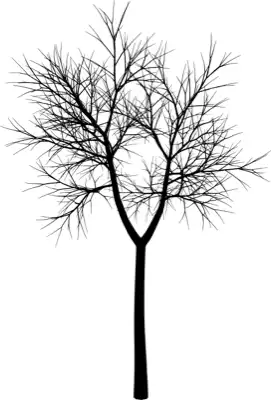 A coniferous tree with no leaves