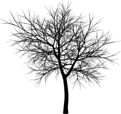 A coniferous tree with no leaves