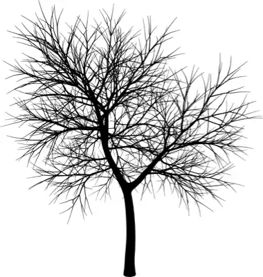 A coniferous tree with no leaves