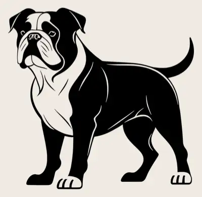 Full body shot of a English Bulldog.