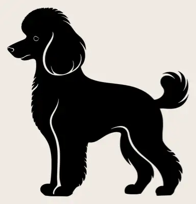 Full body shot of a Poodle dog.